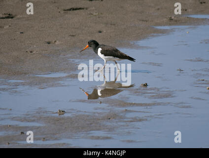 Eurasian oystercatcher, Haematopus ostralegus, fouillant dans le sable humide, sur la plage, la baie de Morecambe, lancashire, uk Banque D'Images