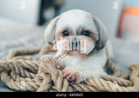 Cute shih tzu dog lying on bed et jouer avec la corde de gros Banque D'Images