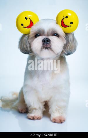 Shih Tzu chien avec les oreilles des sourires sur fond blanc et bleu Banque D'Images