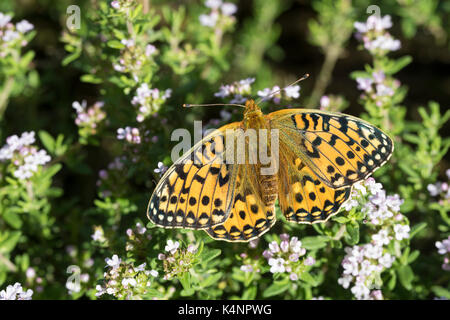 Großer Perlmuttfalter, Großer Perlmutterfalter, Großer Perlmutt-falter, Argynis aglaja, Speyeria aglaja, Mesoacidalia aglaja, Fritlalier vert foncé, Banque D'Images