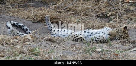 Leopard adultes dormant Banque D'Images