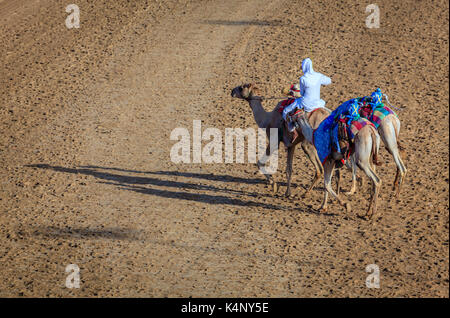 Dubaï, Émirats arabes unis - mars 25, 2016 : bagagiste à l'camel race track, Émirats arabes unis Dubaï Banque D'Images