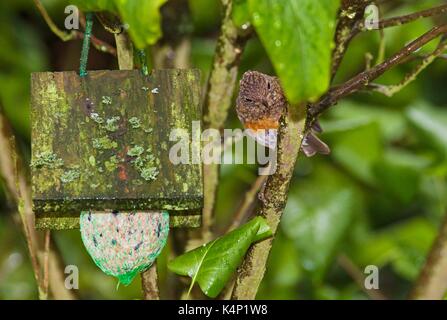 Européenne juvénile Robin (Erithacus rubecula aux abords) regarde sur la fat ball Banque D'Images