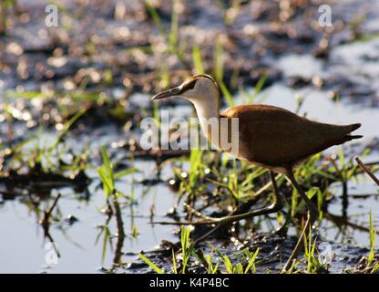 African jacana oiseau dans le parc national de Chobe, au Botswana Banque D'Images