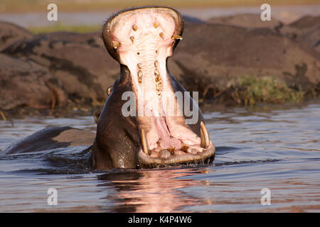 Le bâillement d'hippopotame dans la rivière Chobe, au Botswana Banque D'Images