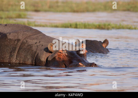 La plupart d'hippopotame sauvage immergé dans la rivière Chobe au Botswana Banque D'Images