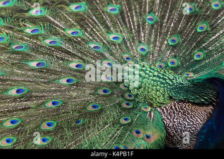 Close-up d'un paon paons indiens colorés (ou bleu (pavo cristatus) paons) affichage. Banque D'Images