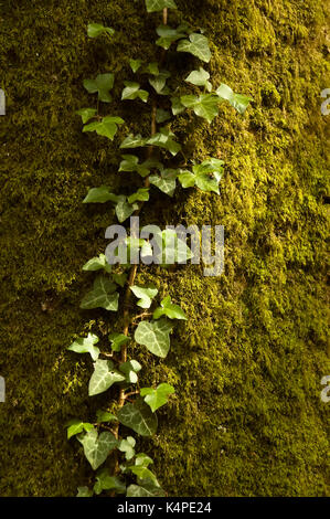 Ivy poussant sur un tronc d'arbre couvert de mousse Banque D'Images