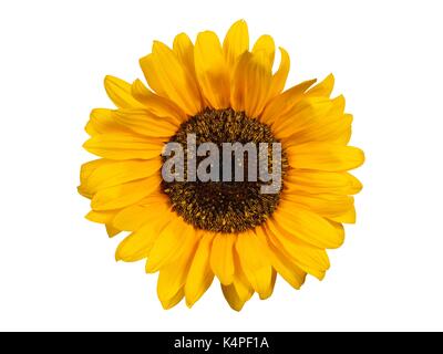 Le tournesol isolé sur fond blanc Banque D'Images