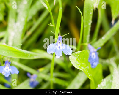 Close up de mouron bleu sur marbre pistil ; Essex ; Angleterre ; uk Banque D'Images