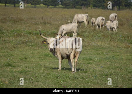 Vaches blanches sur un champ Banque D'Images