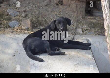 Grand chien noir sur une chaîne Banque D'Images