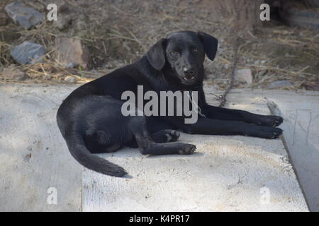 Grand chien noir sur une chaîne Banque D'Images