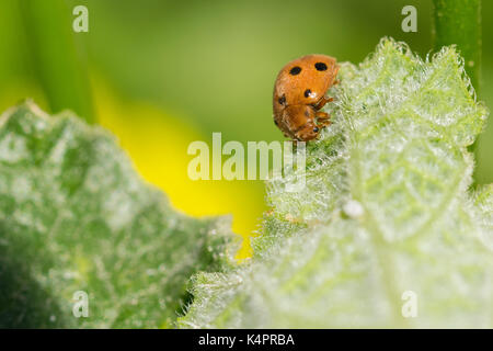 Courge Orange coccinelle (Henosipalachna elaterii) se nourrissant des feuilles d'un squirting cucumber (Ecballium elaterium) dans la campagne maltaise, Malte Banque D'Images