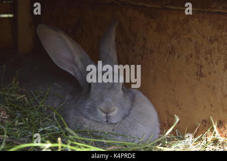 Chubby bunny sous un appentis en bois Banque D'Images