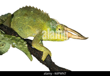 Jackson's horned chameleon (Trioceros jacksonii,) isolé sur fond blanc. Banque D'Images