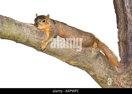 Fox écureuil roux (Sciurus Nigéria) reposant à l'ombre sur la branche d'arbre pendant une chaude journée d'été, isolé sur fond blanc. Banque D'Images