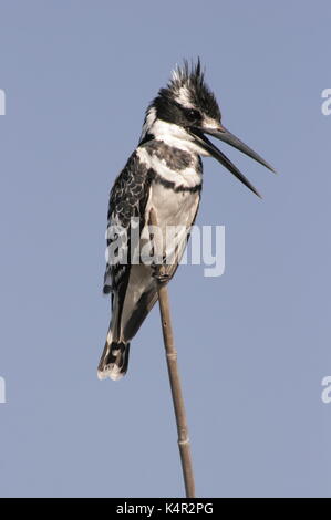 Pied kingfisher assis sur un roseau dans le parc national de Chobe, au Botswana Banque D'Images