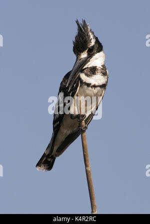 Pied kingfisher assis sur un roseau dans le parc national de Chobe, au Botswana Banque D'Images