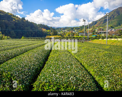 Hokkaido, Japon, 22 juillet 2017 : des cultures dans la ferme tomita est l'une des nombreuses fermes de la Hokkaido qui créer cette réputation en plantant des champs de lavande géant et d'autres cultures comme les tulipes colorées Banque D'Images