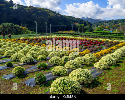 Hokkaido, Japon, 22 juillet 2017 : des personnes non identifiées, à prendre des photos de la ferme tomita dans les cultures est l'une des nombreuses fermes de la Hokkaido qui créer cette réputation en plantant des champs de lavande géant et d'autres cultures comme les tulipes colorées Banque D'Images