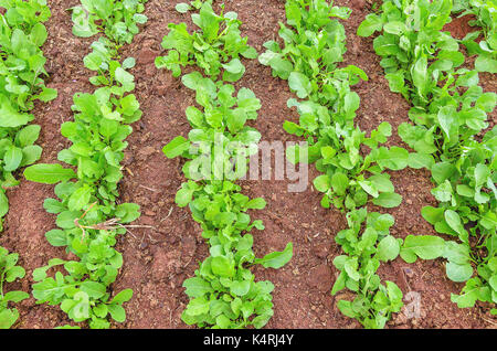 Roquette verts plantés en rangées sur le sol d'un jardin potager. Banque D'Images