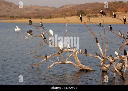 Les oiseaux se percher dans un arbre dans le parc national de Pilanesberg, afrique du sud Banque D'Images