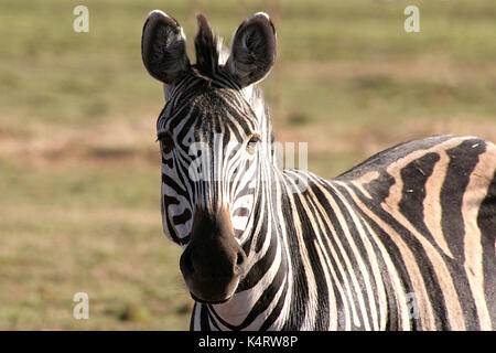 Le zèbre de Burchell dans le pilanesberg national park, afrique du sud Banque D'Images