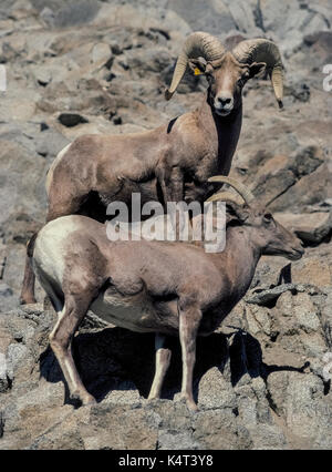 Une paire de désert Mouflons regarder vers le bas du terrain rocheux qu'ils habitent au-dessus de Palm Springs en Californie du Sud, aux États-Unis. L'homme bélier est marquée par de grandes cornes bouclées, tandis que la femelle a des cornes de brebis qui sont légèrement courbé et de plus petite taille. Une étiquette d'oreille jaune vu sur le mâle aide les Rangers de la faune garder trace de ces majestueux mammifères. Banque D'Images