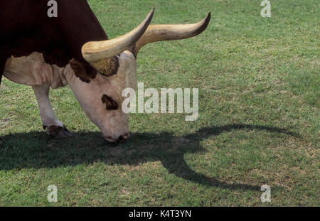 Bovins Watusi sont indigènes à l'Afrique de l'Est et connus pour leurs grandes et longues cornes, comme vu par l'ombre faite par cette jeune vache paissant dans les champs en Floride, USA. Considéré comme l'une des plus anciennes races de bovins Watusi, sont également connus sous le nom des rois, des bovins Bovins Ankole, et Royal Ox. Banque D'Images