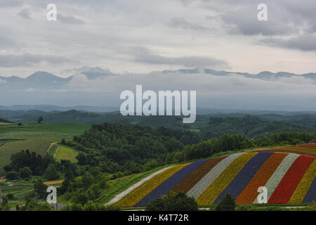 The rainbow flower fields of Shikisai no Oka under Mount Tokachidake and the Daisetsuzan Range, Hokkaido, Japan Banque D'Images