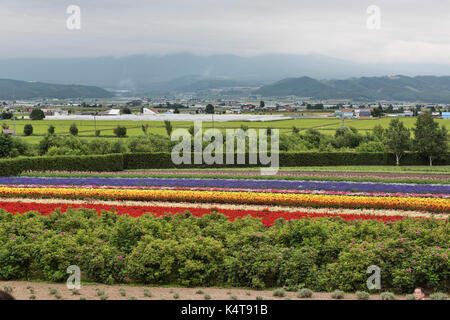 Domaines d'arc-en-ciel sage à la ferme tomita à Naka-furano, Hokkaido, Japon Banque D'Images