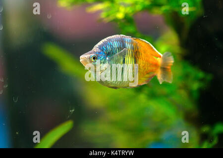 L'boeseman rainbowfish ou melanotaenia boesemani Banque D'Images