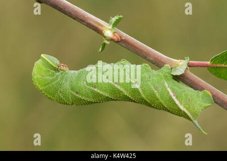 Un grand eyed hawk-moth caterpillar (smerinthus ocellata) reposant sur une branche pendant la journée. Banque D'Images