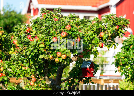 Apple Tree avec nichoir suspendu à branche. beaucoup de fruits dans l'arbre. L'accent sur la pomme. trouble de la cabine en arrière-plan. Banque D'Images