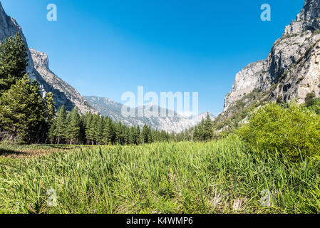 Meadow en zumwalt le parc national Kings Canyon dans californioa Banque D'Images