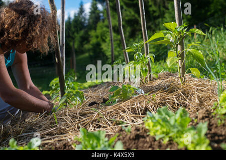 Concernant les jeunes plantes de piment avec un paillis de paille pour protéger de sécher rapidement ant pour lutte contre les mauvaises herbes dans le jardin. L'utilisation de paillis pour le contrôle des mauvaises herbes, wa Banque D'Images