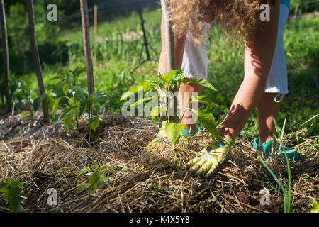 Concernant les jeunes plantes de piment avec un paillis de paille pour protéger de sécher rapidement ant pour lutte contre les mauvaises herbes dans le jardin. A l'aide de paillis pour le contrôle des mauvaises herbes, wa Banque D'Images