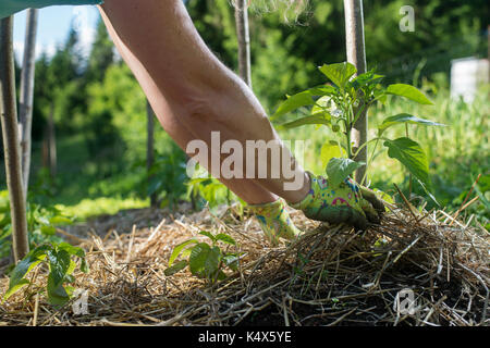 Concernant les jeunes plantes de piment avec un paillis de paille pour protéger de sécher rapidement ant pour lutte contre les mauvaises herbes dans le jardin. A l'aide de paillis pour le contrôle des mauvaises herbes, wa Banque D'Images