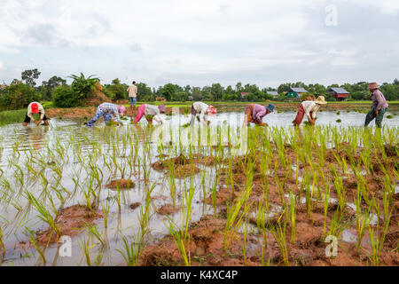 Siem Reap, Cambodge - le 12 septembre 2015 : un petit groupe de riziculteurs travaillent ensemble dans les domaines de la plantation du riz. Banque D'Images