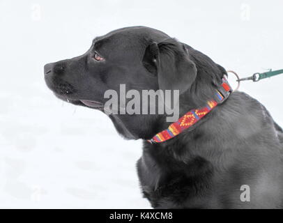 Labrador noir sur la laisse dans la neige. close-up Banque D'Images
