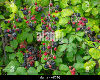 Les mûres Rubus fruticosus avec églantier dans piedmont Norfolk Banque D'Images