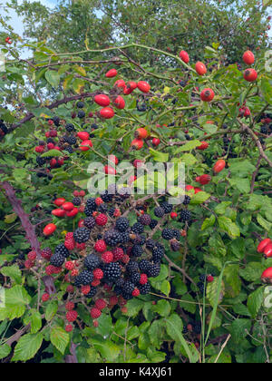 Les mûres Rubus fruticosus avec églantier dans piedmont Norfolk Banque D'Images