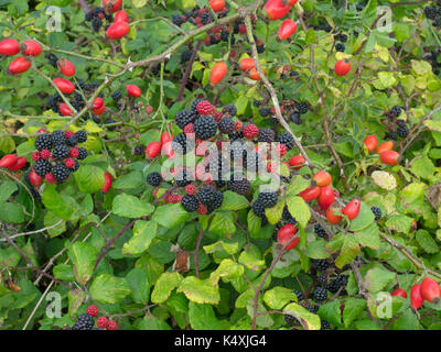 Les mûres Rubus fruticosus avec églantier dans piedmont Norfolk Banque D'Images