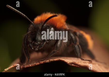 Tawny mining bee, Andrena fulva Banque D'Images
