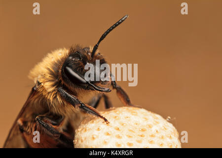 abeille de la minière Banque D'Images