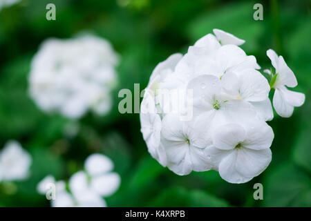 Fleurs blanches dans le streptocarpus Plantation ou culture jardin ou le parc pour la décoration la vue avec copie espace et le détail des feuilles de texture et p Banque D'Images