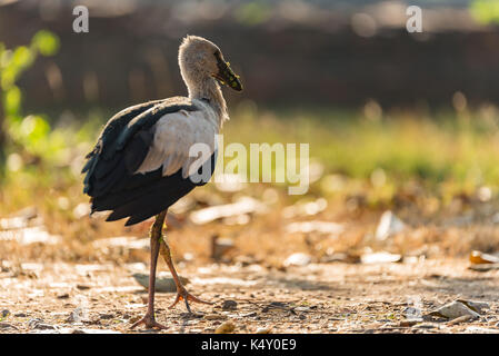 Egret (oiseau) marchant dans la terre Banque D'Images