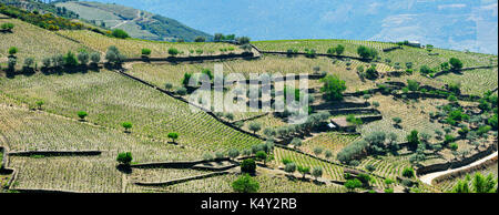 Vignobles et oliviers à Ervedosa do Douro, un site classé au patrimoine mondial de l'UNESCO. Alto Douro, Portugal Banque D'Images