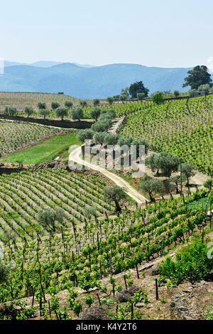 Vignobles et oliviers à Ervedosa do Douro, un site classé au patrimoine mondial de l'UNESCO. Alto Douro, Portugal Banque D'Images